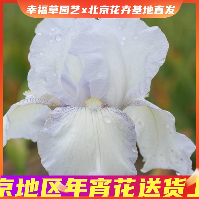 Imported German Iris potted plants Spring and autumn blooming perennial cold-resistant flower seedlings bulbous large flower courtyard indoor and outdoor