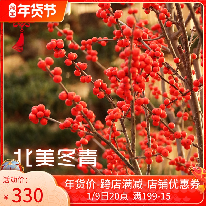Imported North American Holly fruit potted outdoor courtyard winter living room cold-tolerant small shrubs limited to Beijing city