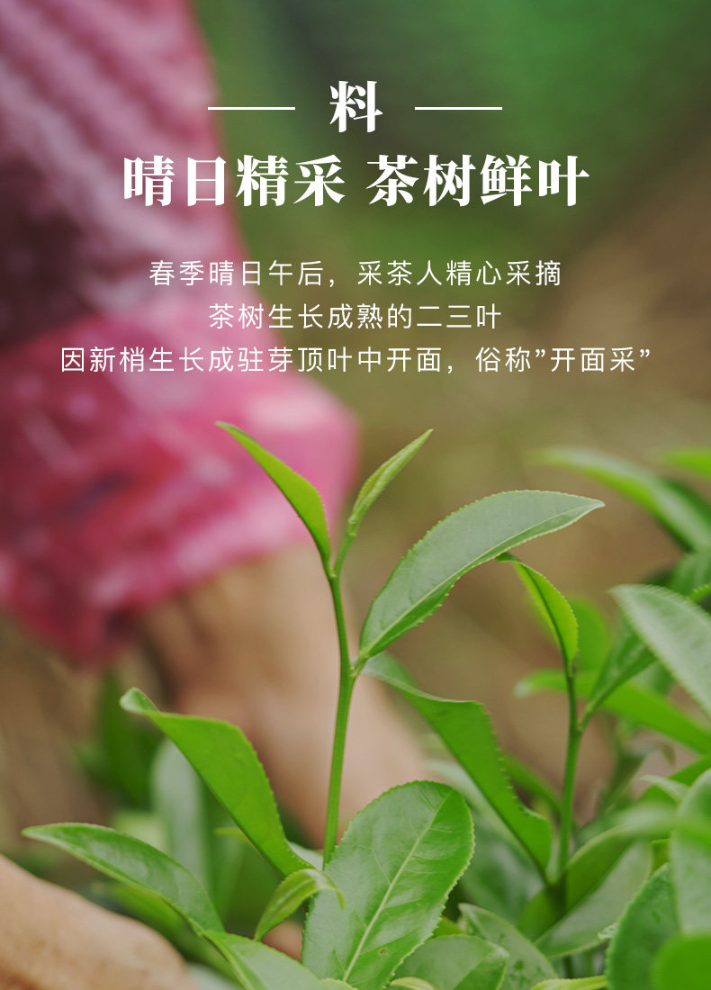 八馬茶業 武夷山岩茶 特級肉桂 烏龍茶 王信記岩苛系列1000-肉桂 256g/盒 禮盒裝 過節送長輩送親屬必備