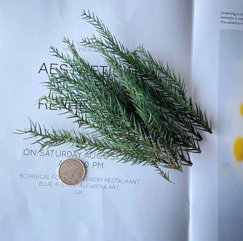 Сосновая и кипарисовая листья DIY Ароматерапевтическая свеча вечная цветочная сушена