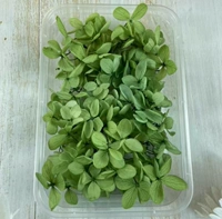 Eternal Wood Hixing Green около 5G