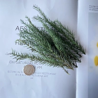 Около 10 вечных Тяньчжу