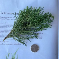 Вечный Мацуки и оставляет около 8 г