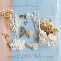 Белый цвет цвета сухой цветок 5