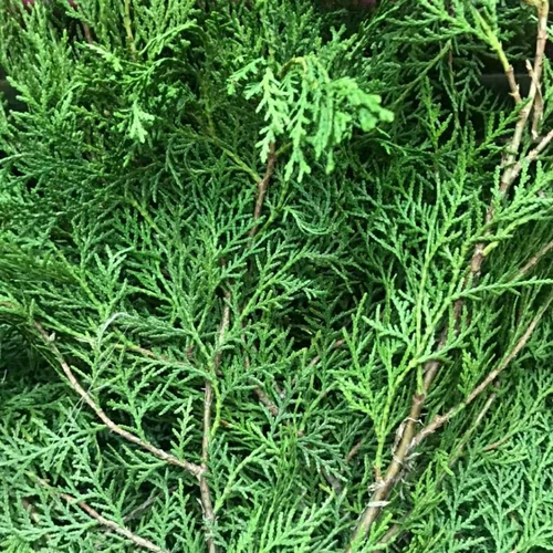 Свежий кипарис Естественно импортировал Нобелевские сосны Окрашения