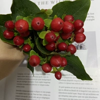 Свежая красная фасоль - это графики