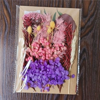 Вайолет картинка цвет сухой цветок 19