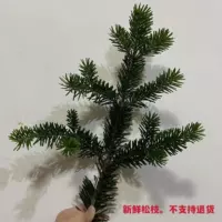 Свежие сосновые ветви имеют длину около 30-40 см в длину