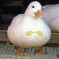 鸭鸭乐园