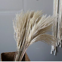 Pastoral series natural reed grass dry flower Reed dog tail grass home homestay window floor decoration ornaments