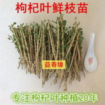 Southern fresh wolfberry leaf branch seedlings cuttings planting prickly leaflet varieties half a pound according to 10 cm estimate of about 60