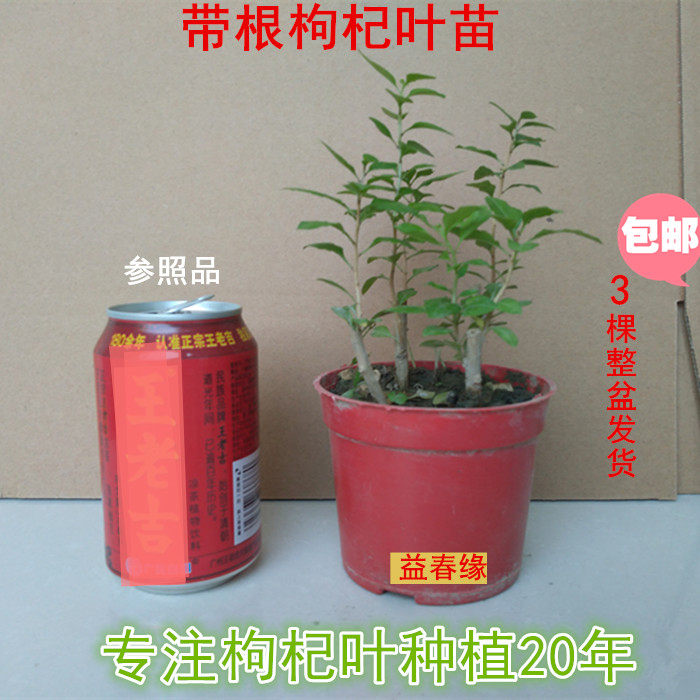 Edible fresh wolfberry leaves with fine roots wolfberry leaf seedlings large leaves less thorn varieties 3 a pot of hair Yunda