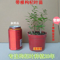 Edible fresh wolfberry leaves with fine roots wolfberry leaf seedlings large leaves less thorn varieties 3 a pot of hair Yunda