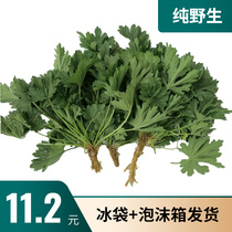 Motherwort Fresh Herbs Freshly Picked Fresh Vegetables 2022 New 1kg Chinese Herbal Medicine Picking Video 2 Pieces