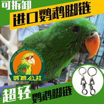 Imported parrot swivel gray parrot eclectic Amazon parrot 05 medium size