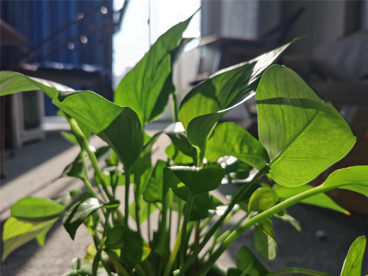 华为5G新机：激进设计，探索未来