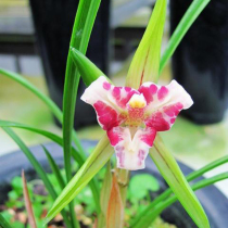 Junjun Lanyuan orchid seedlings potted good delivery spring orchid red lantern leakage wind leakage natural cultivation seedlings