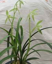 Junjun Lanyuan orchid seedling potted plant good delivery spring sword Longmen vegetarian flower than seedling high ring vertical leaf natural cultivation