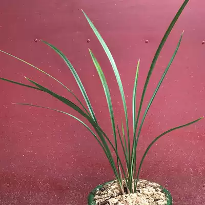 自然兰花苗浓香寒兰细叶浓香冬兰四季兰春兰蕙兰绿植物室内盆栽