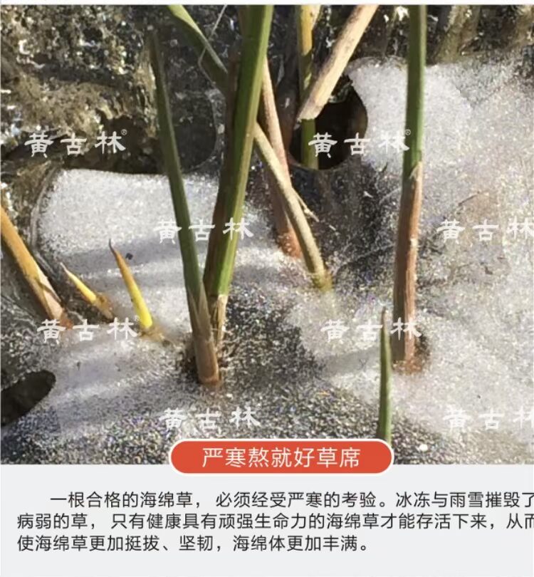 Gu Lâm Hải bông vàng giường ba mảnh Thảm 1.8m 1,2 m 1,5 lần dày mat mùa hè tự nhiên phụ mat - Thảm mùa hè chiếu trúc điều hòa