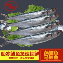 Sea catch Fresh Spanish mackerel Fresh fresh fresh big Spanish mackerel Frozen mackerel Sea fish Fresh seafood Spanish mackerel stuffing