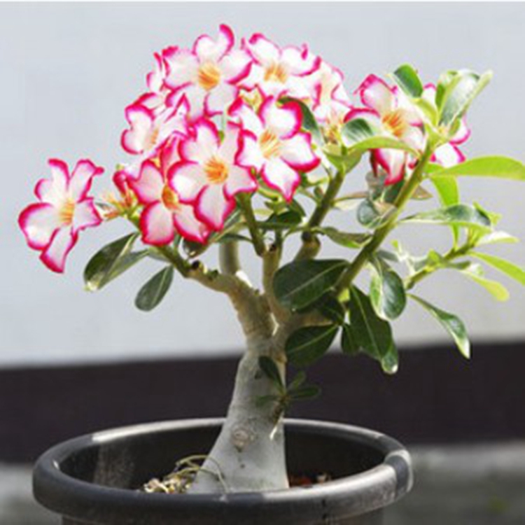 重瓣沙漠玫瑰盆栽花苗室内办公桌绿植花卉绿植盆景多肉植物包邮