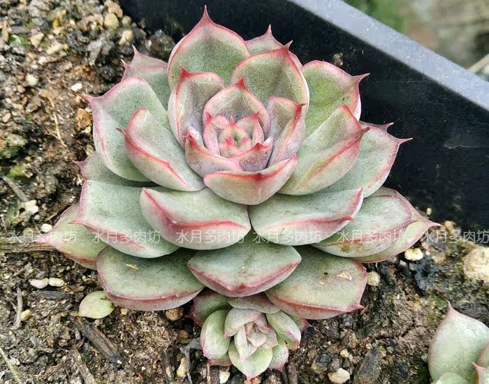 水月多肉坊蜜桃猎户6 8cm左右多肉植物肉肉盆栽室内外绿植 狂欢节特惠 猎户 水月 蜜桃 多肉坊途虎网