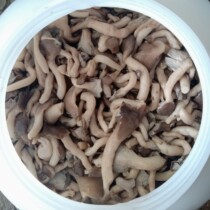 Cold salad Small mushrooms Raw materials Shimizu himeji mushrooms Slippery mushrooms marinated edible mushrooms Net weight 35-38 kg Ingredients