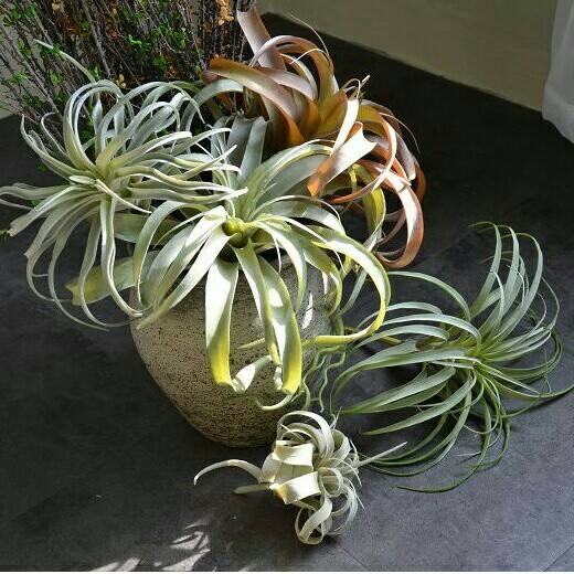 Emulated air pineapple upscale delicate plant iron Lanka Bitata The old man has to hang a view display