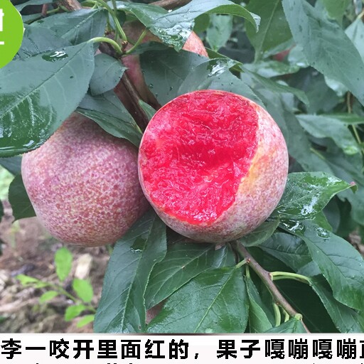 乡村味食品