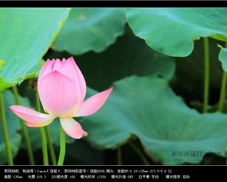 Máy ảnh Canon Canon EOS600D mới của nhà phát minh cao mới quay màn hình máy ảnh DSLR chuyên nghiệp - SLR kỹ thuật số chuyên nghiệp máy ảnh dưới 10 triệu