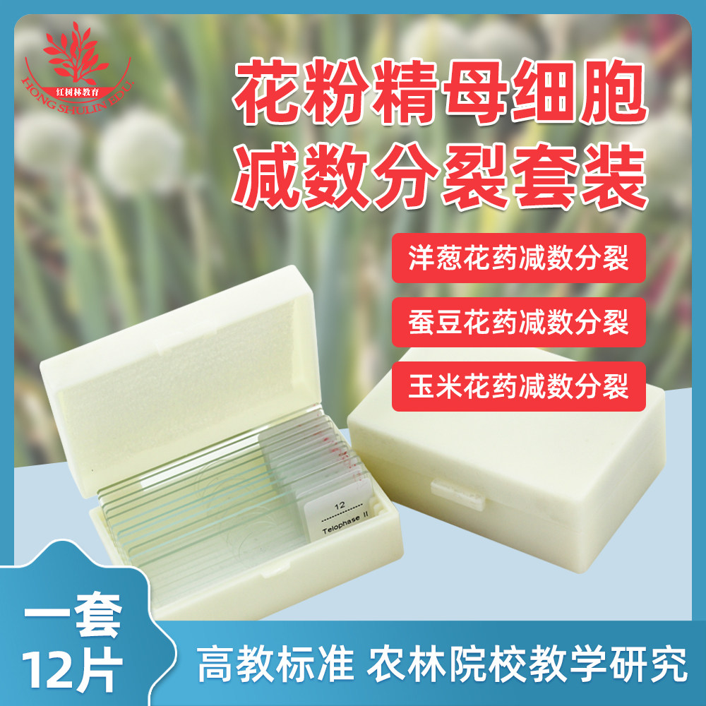 洋葱花药蚕豆花药玉米花药花粉精母细胞减数分裂套装农林植物学