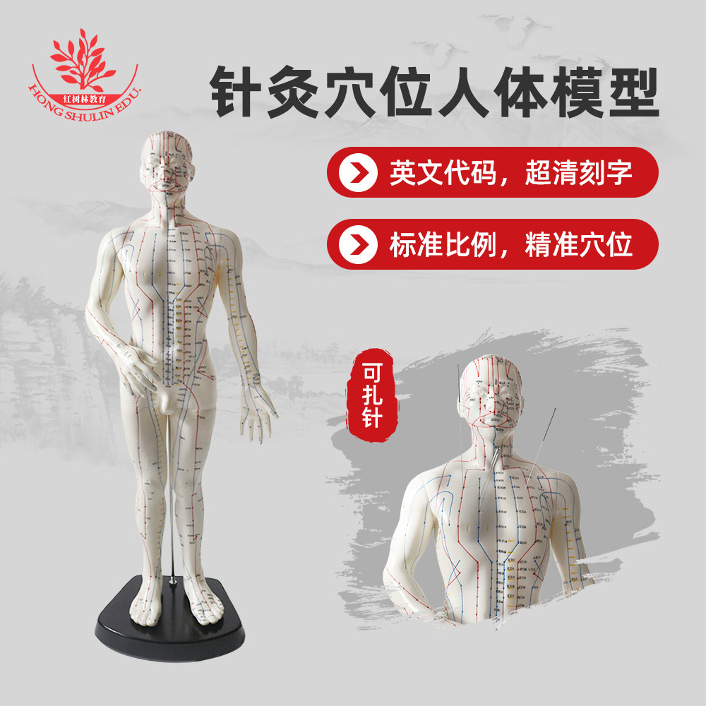 50cm高男士针灸模型医学院针灸按摩讲解用人体男士针灸穴位模型