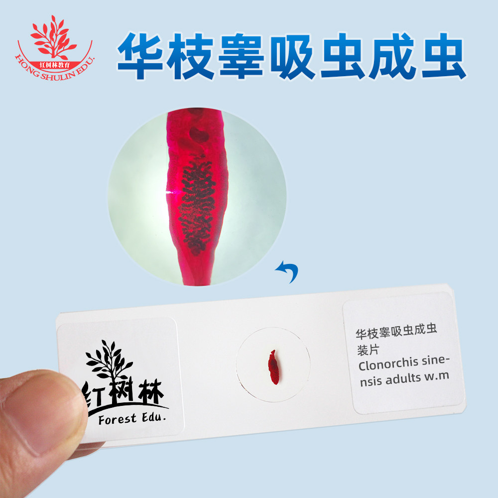 华枝睾吸虫成虫整体装片寄生虫装片高教医学院教学研究用显微玻片