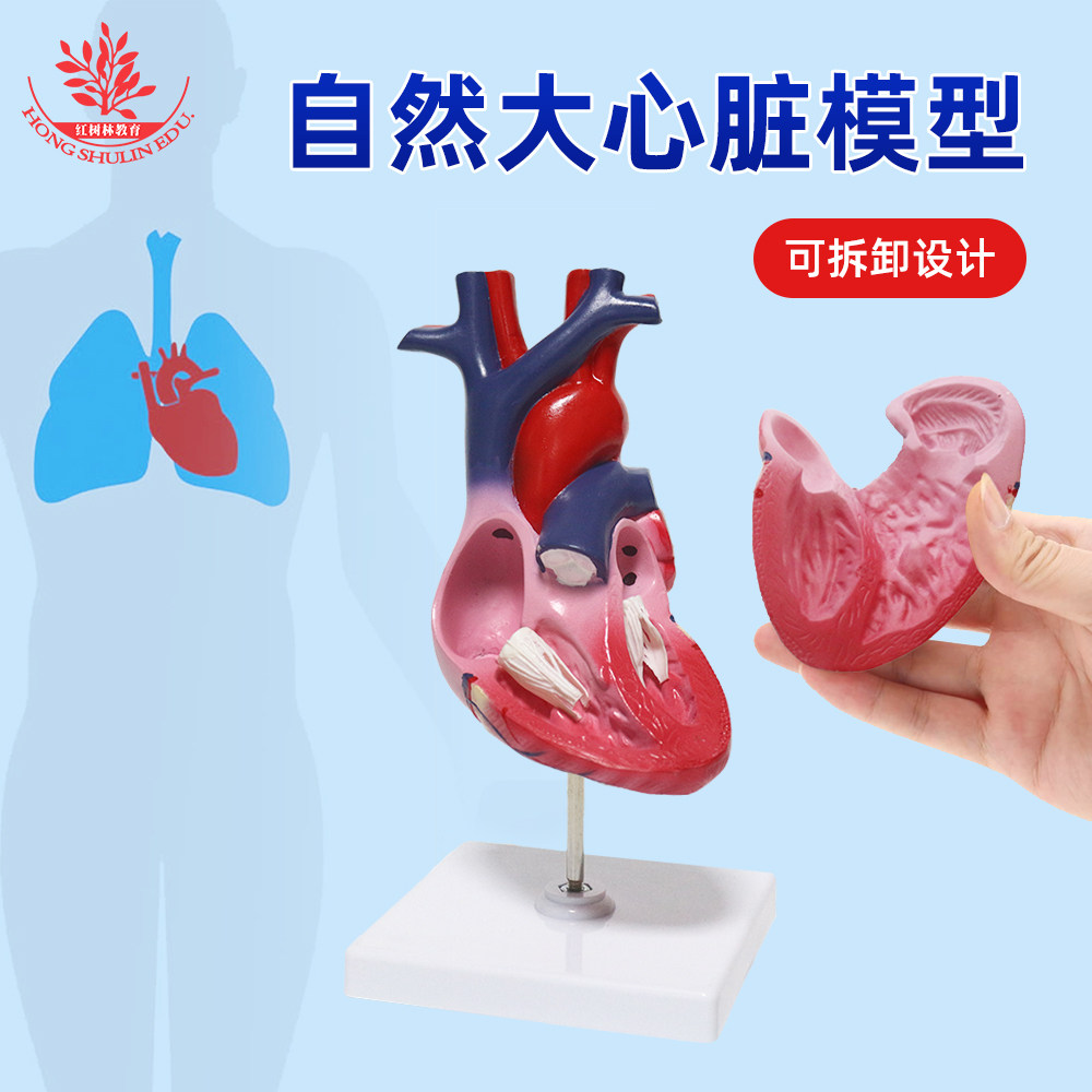 1:1人体心脏解剖模型B超彩超可拆卸自然大仿真心脏医学教学模型