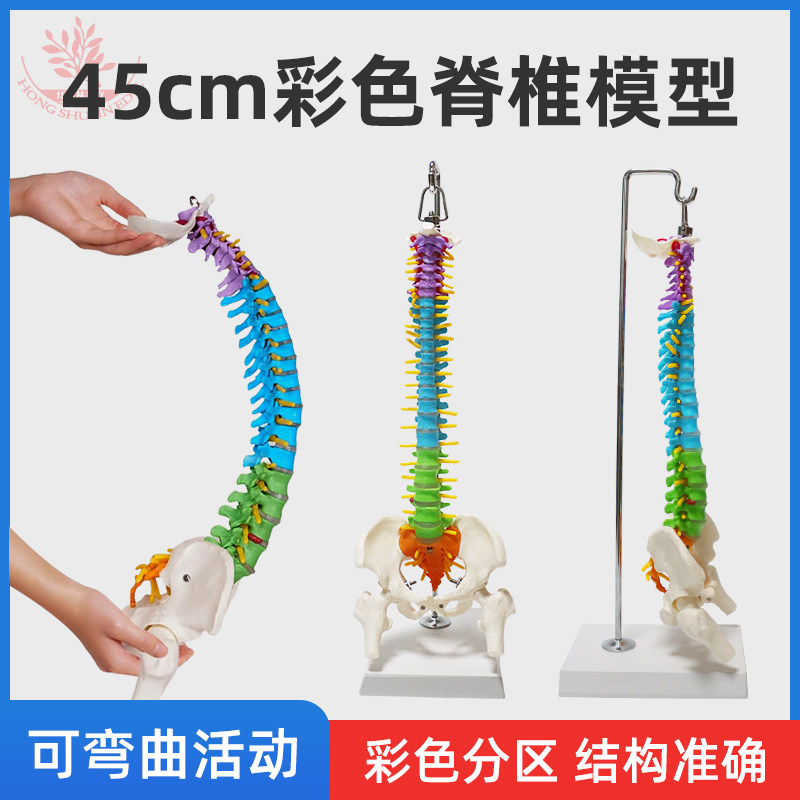 45cm人体脊椎模型金属挂钩人工绘制直观教具彩色分区版脊柱模型