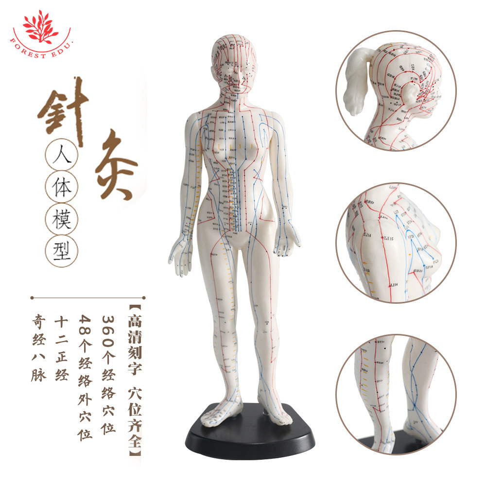 女性针灸模型医学推拿与针灸超清晰医用白色中医针灸穴位人体模型