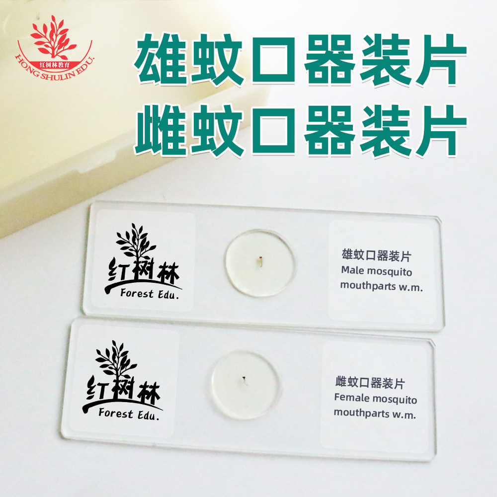 雄蚊子口器装片雌蚊子口器装片厂家直销生物教学观察研究显微玻片