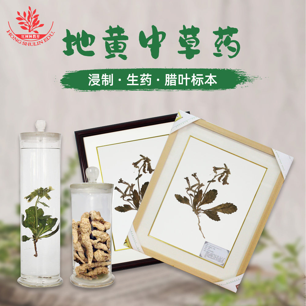 中药生药标本地黄用于标本馆展示展览中医院教学用中药浸制标本