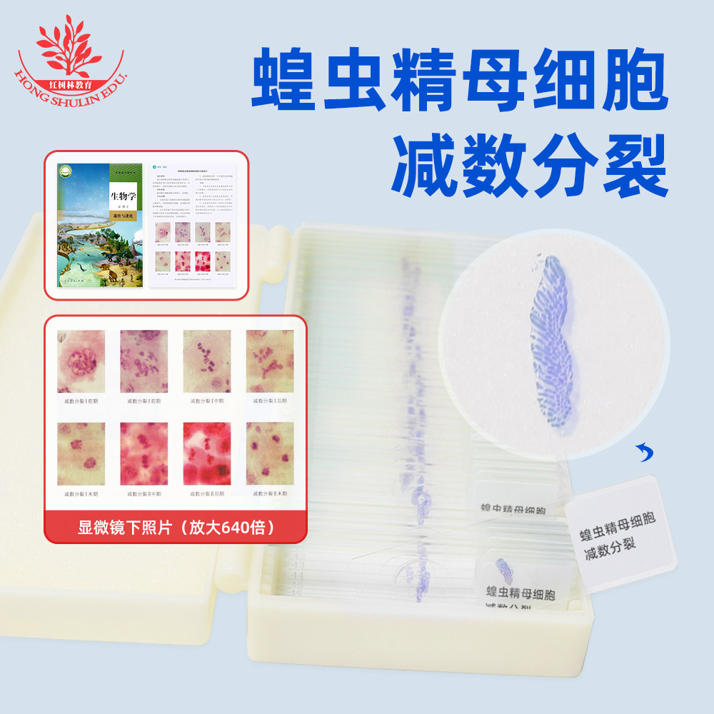 蝗虫精母细胞减数分裂装片高中生物教学同步蝗虫精巢减数分裂装片