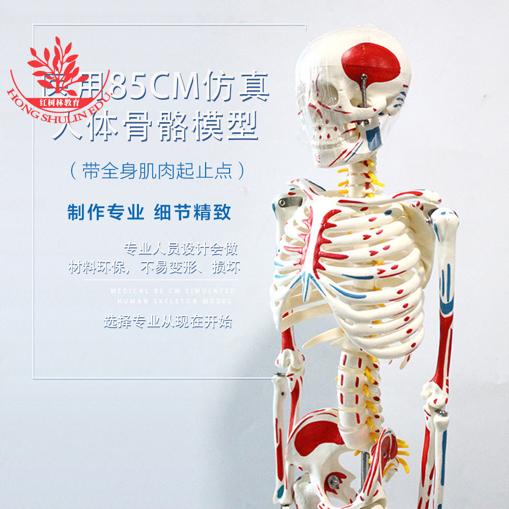 医用85cm人体骨骼模型肌肉标识款手工绘制颜色不易脱落医学模型