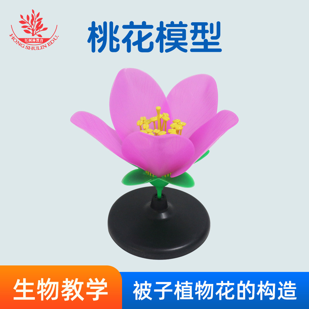桃花模型桃花花蕊花瓣桃花内部结构构造放大模型初中高中生物实验