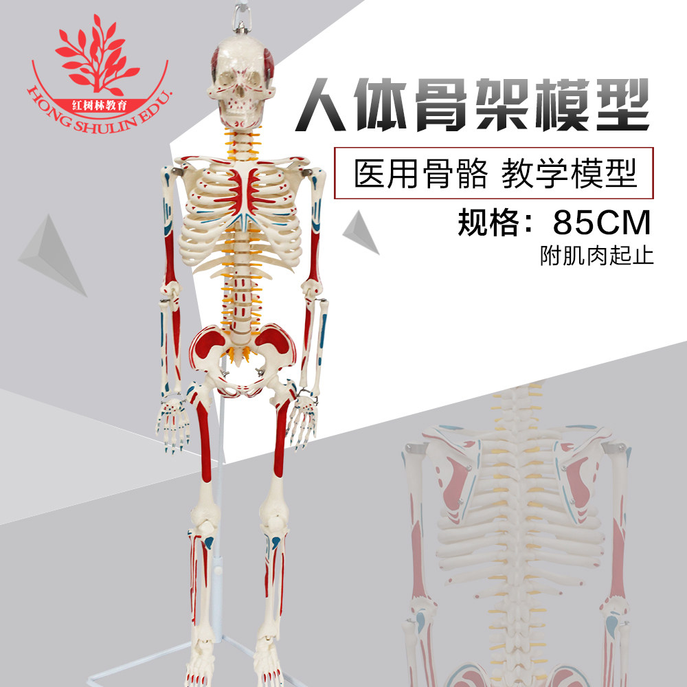 85cm人体骨骼教学模型多种类教学观摩正骨骨科医用人体骨架标本