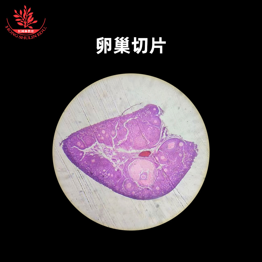 动物组织玻片标本卵巢切片子宫颈切片胎盘切片高教标准显微玻片