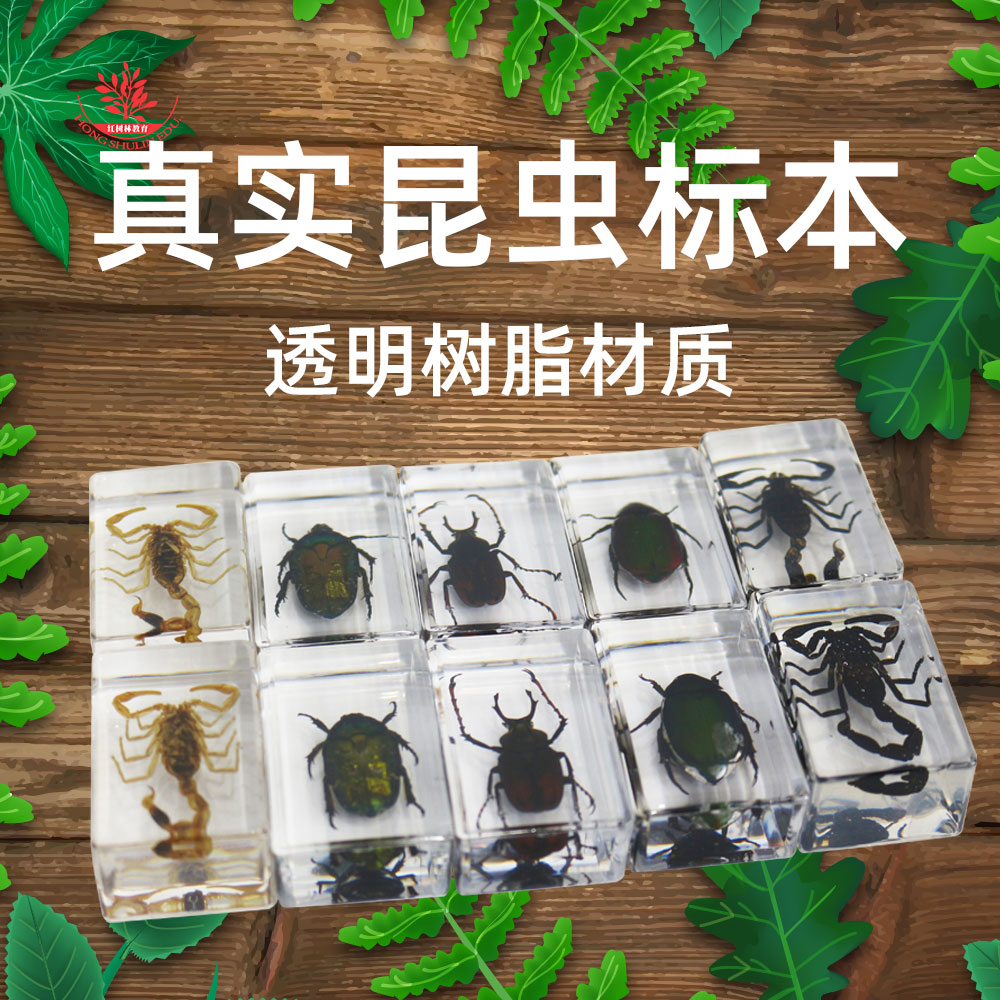 昆虫标本幼儿教学科普认知透明树脂标本幼教产品科学实验真虫标本