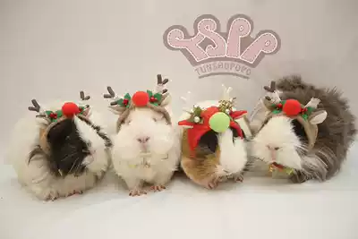 Guinea pig mother-in-law(Maria reindeer hat)Guinea pig Dutch pig little pet clothing clothing supplies custom