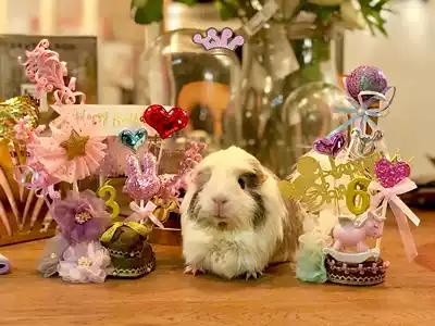 TSPP (Birthday Cake)Guinea pig Mother-in-law Grass cake Cake