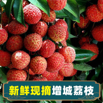  Guangdong Zengcheng Lychee Gui flavor Lychee Lingnan fruit fresh and freshly picked SF straight hair Guangdong Province