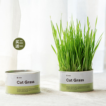 zeze cat grass no soil cover water peeseed cat mint pummeless cat grass turd wool to mull cat snacks