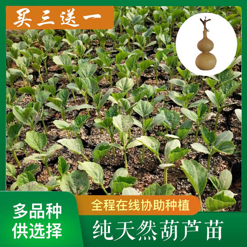 Natural large, medium and small Asian waist, special small twist, large gourd seedlings, balcony potted garden, beautiful green ornamental plants